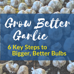 Grow Better Garlic