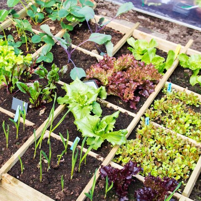 How To: Square Foot Gardening