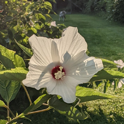 Gardening in August According to Plant Zone