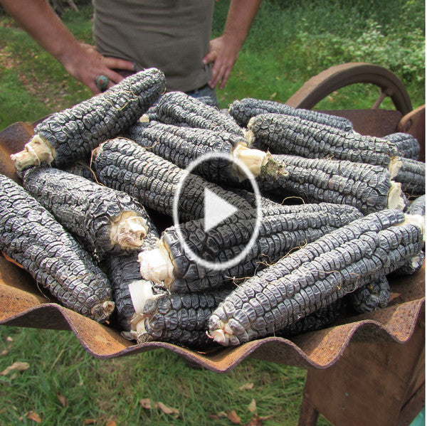 Farm Minute: Shelling Blue Jade Sweet Corn