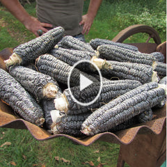 Farm Minute: Shelling Blue Jade Sweet Corn