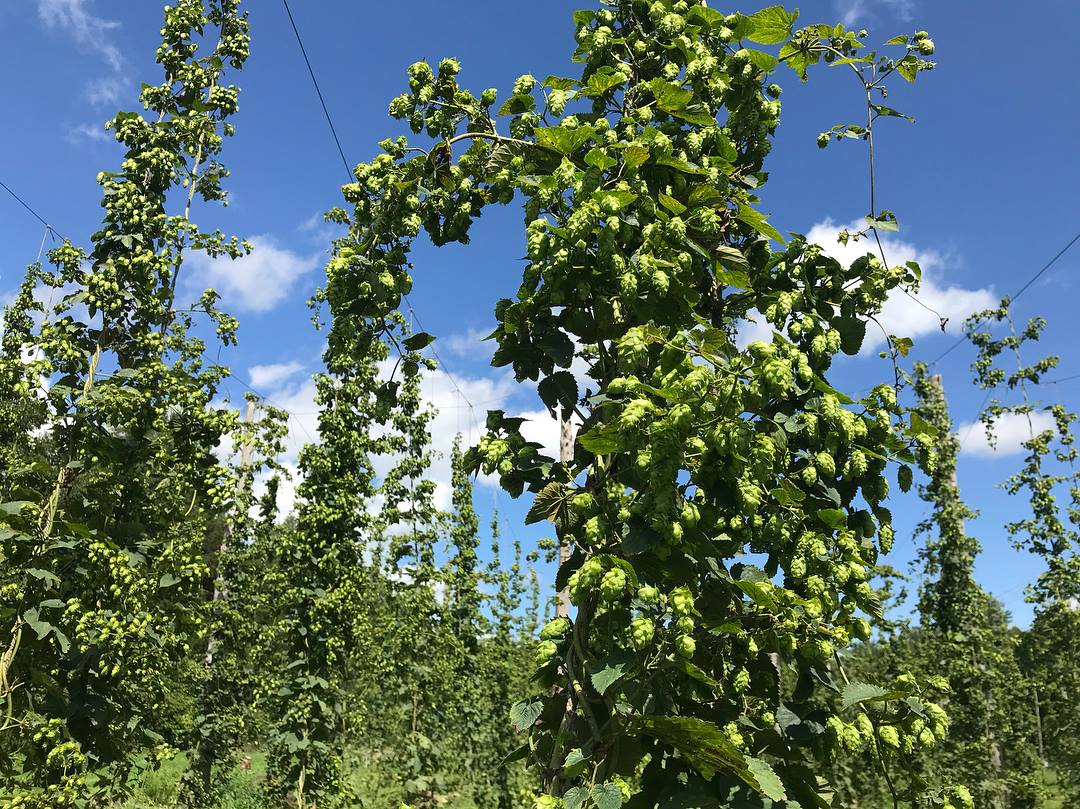 Grower to Grower: Crafting A Brewer's Garden with Arrowood Farms