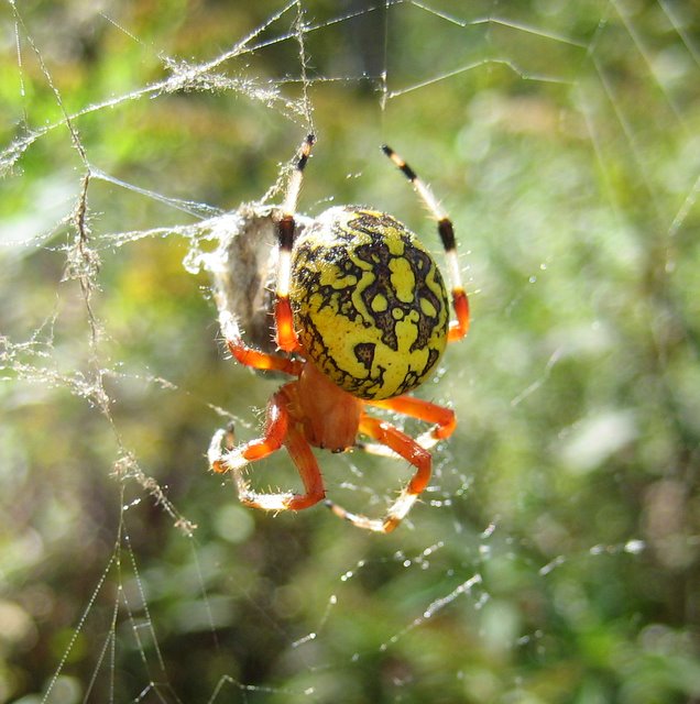 Question of the Week: Spider Senses