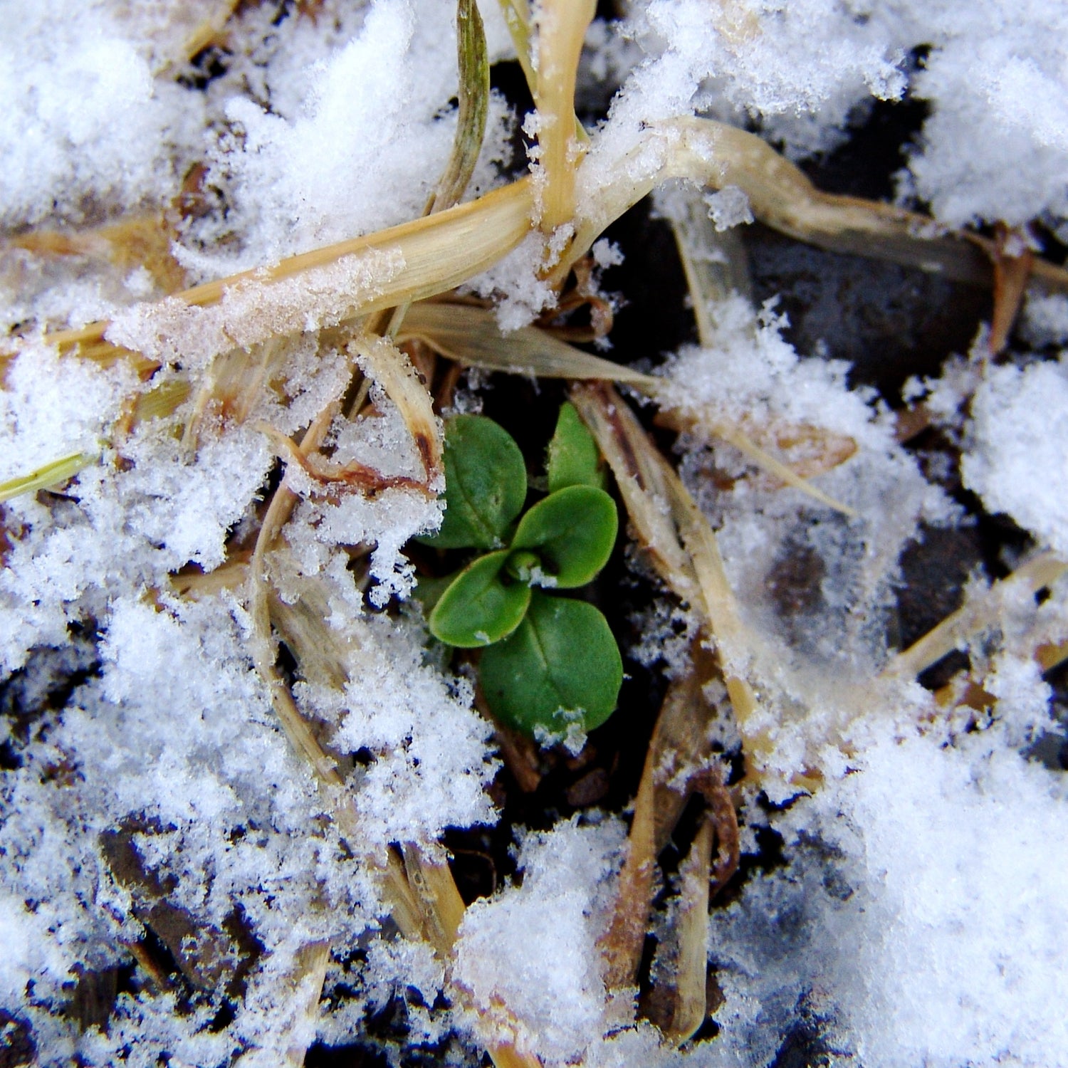 Sow in the Snow