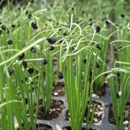 Starting Alliums from Seed