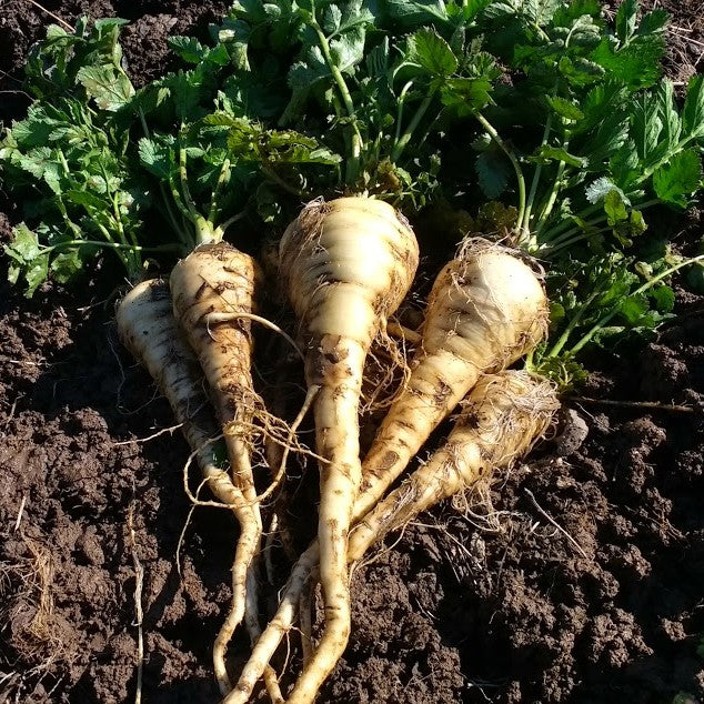 Harvesting and Storing Vegetables for Winter - part 3