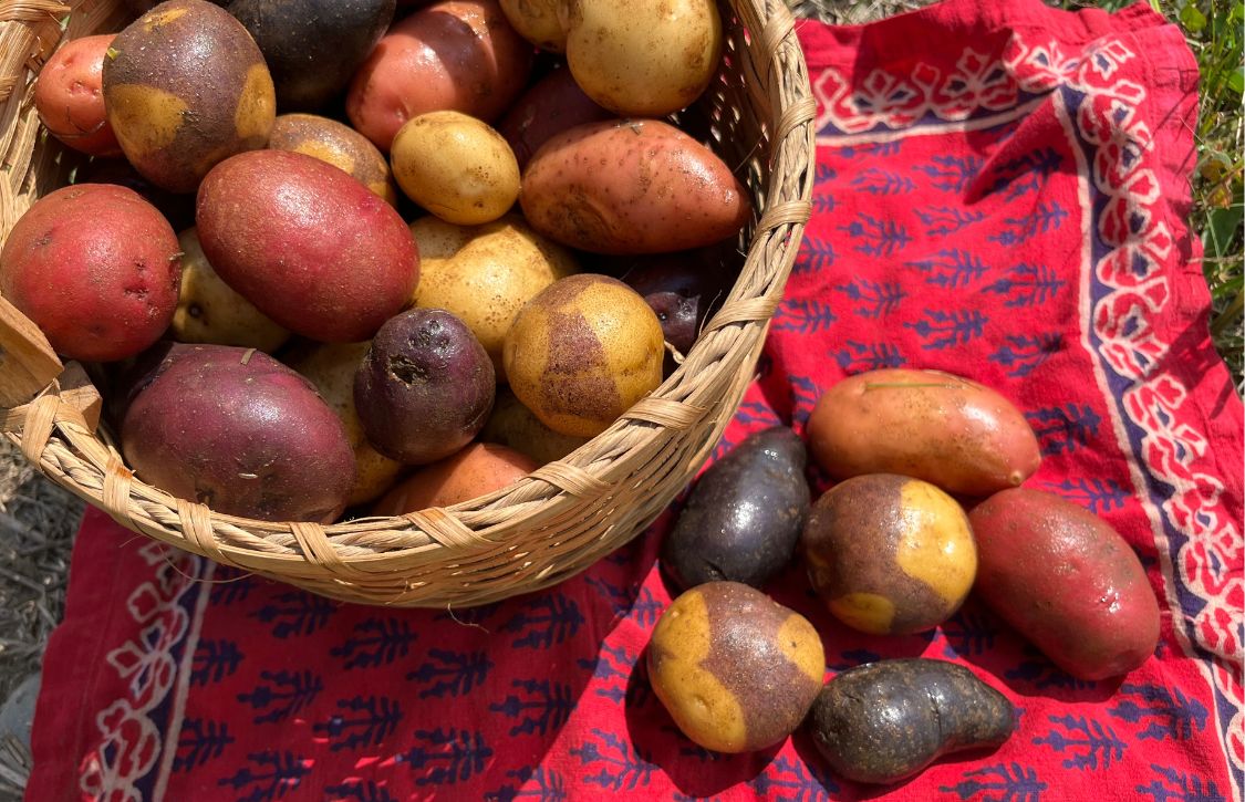 Garden Grow-How: Potato Planting