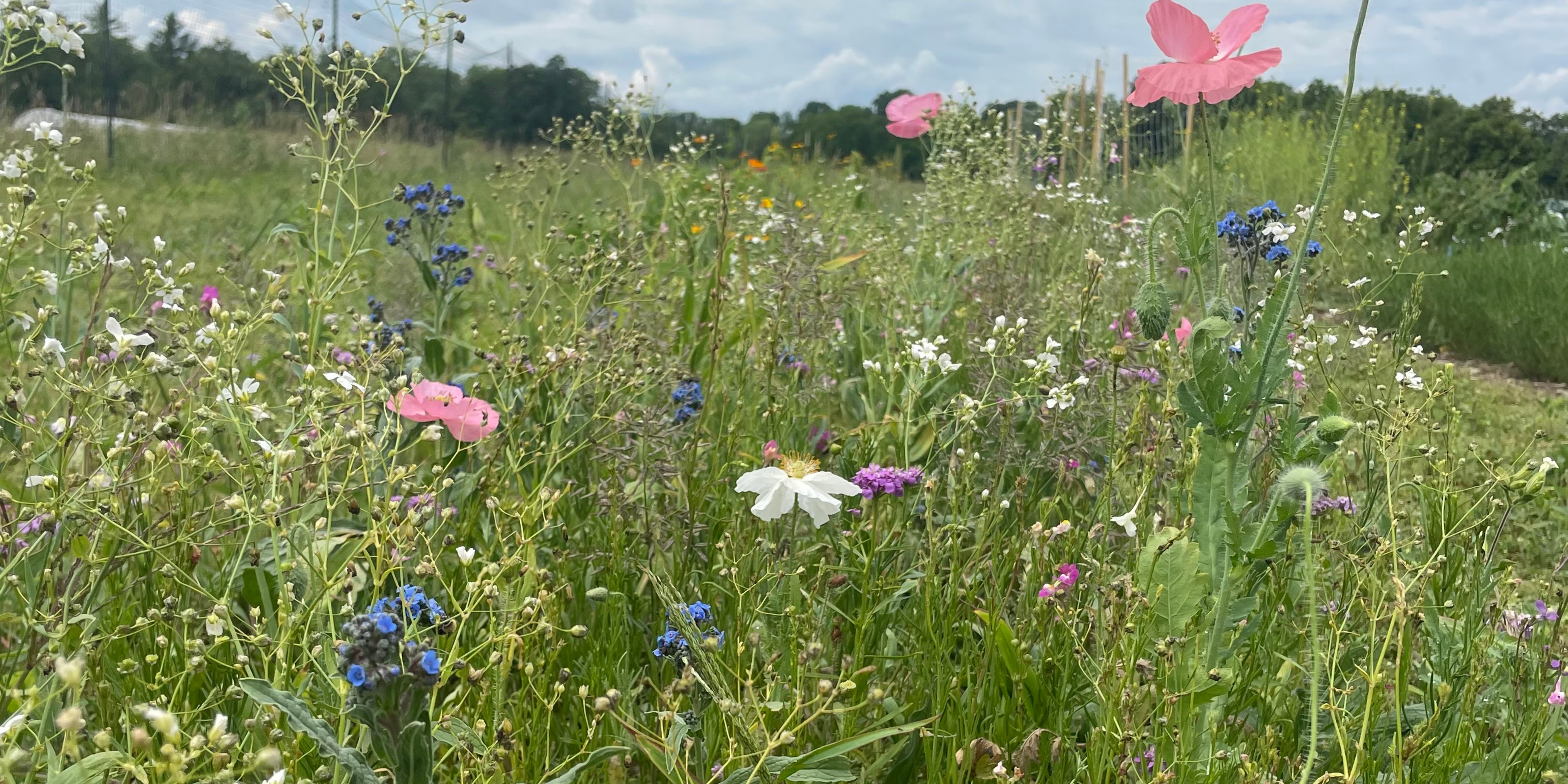 Wildflowers