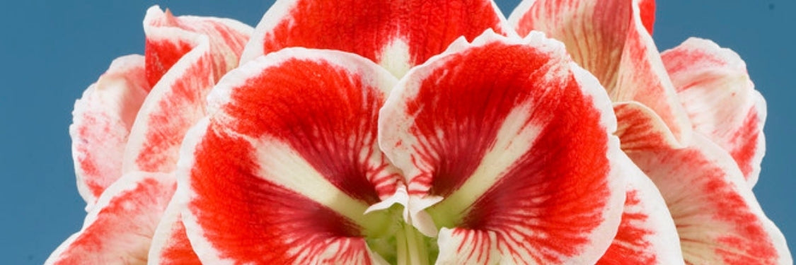 Amaryllis