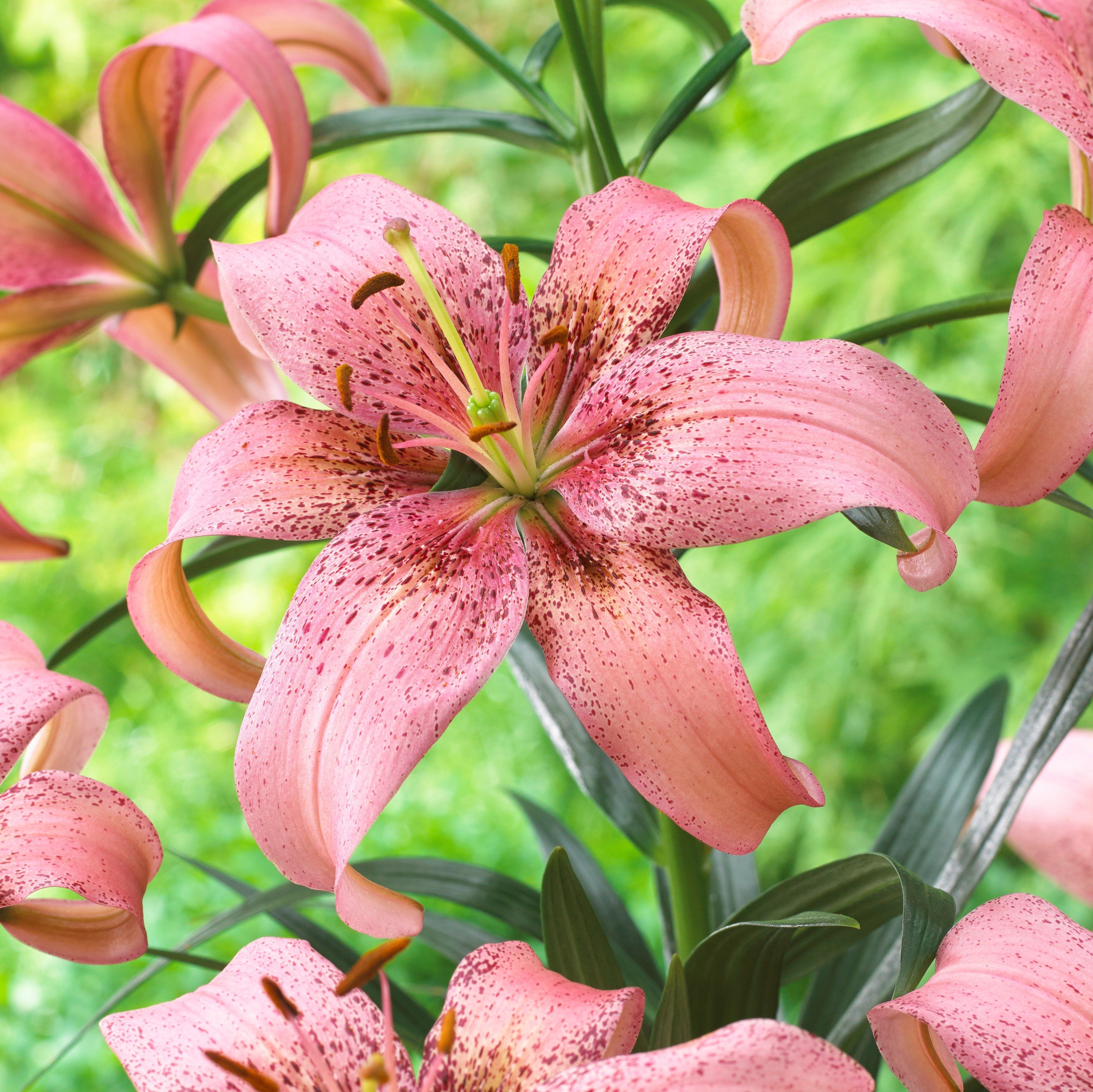 Hardy Lilies
