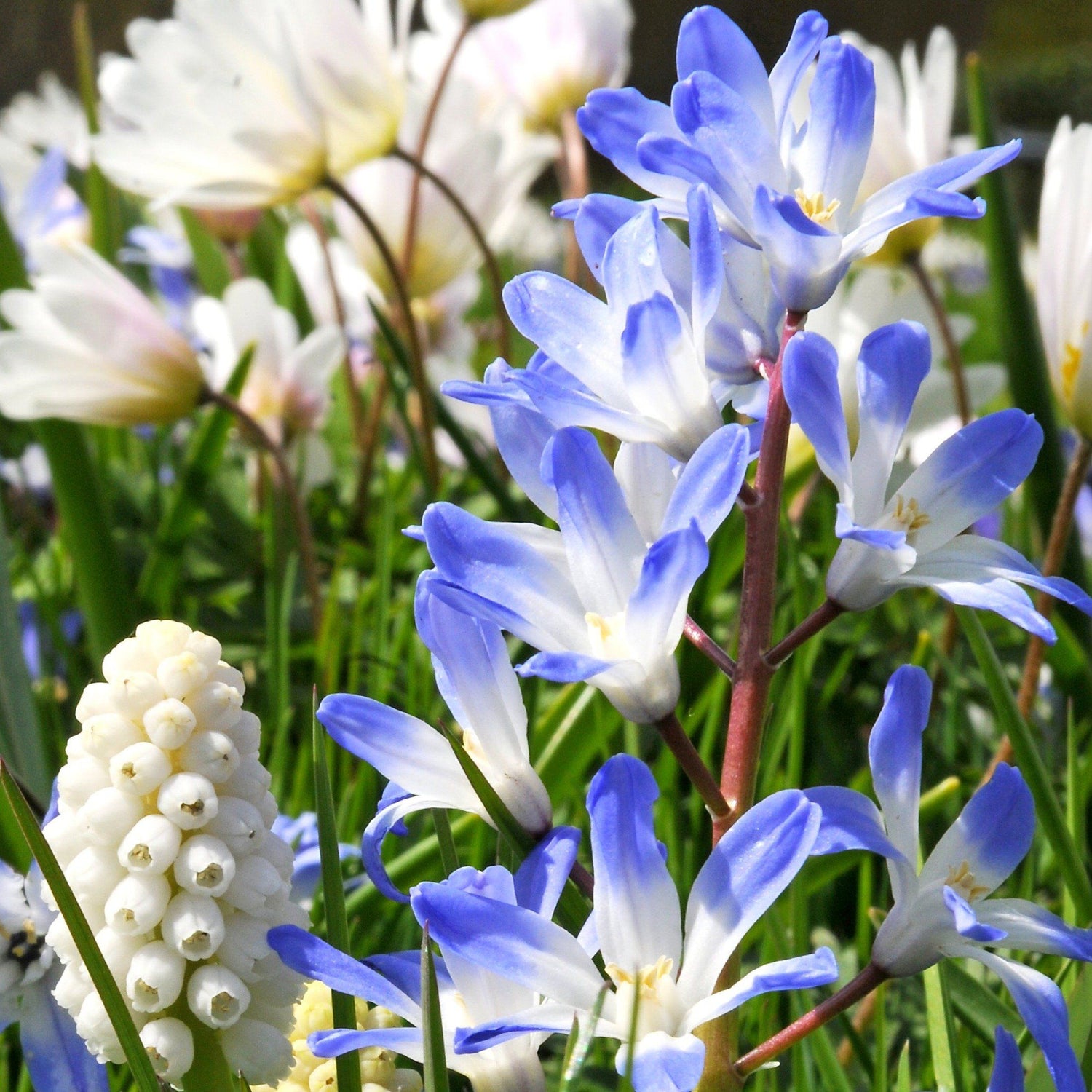 Chionodoxa