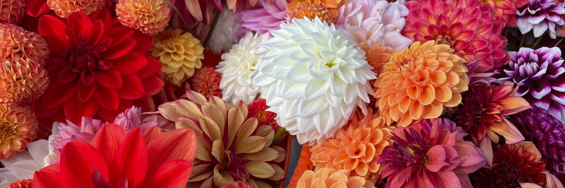 Dahlias