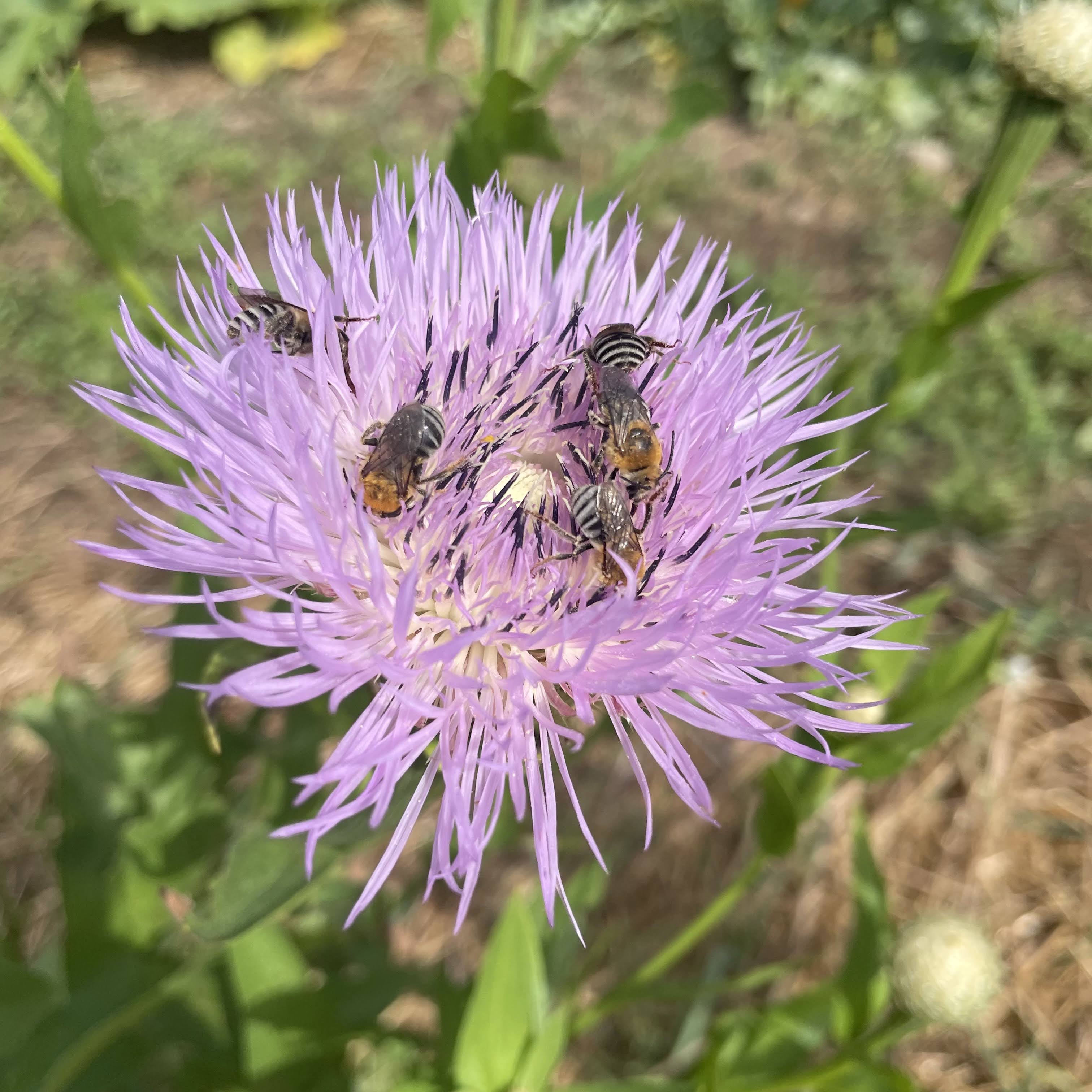 The Biodiverse Garden