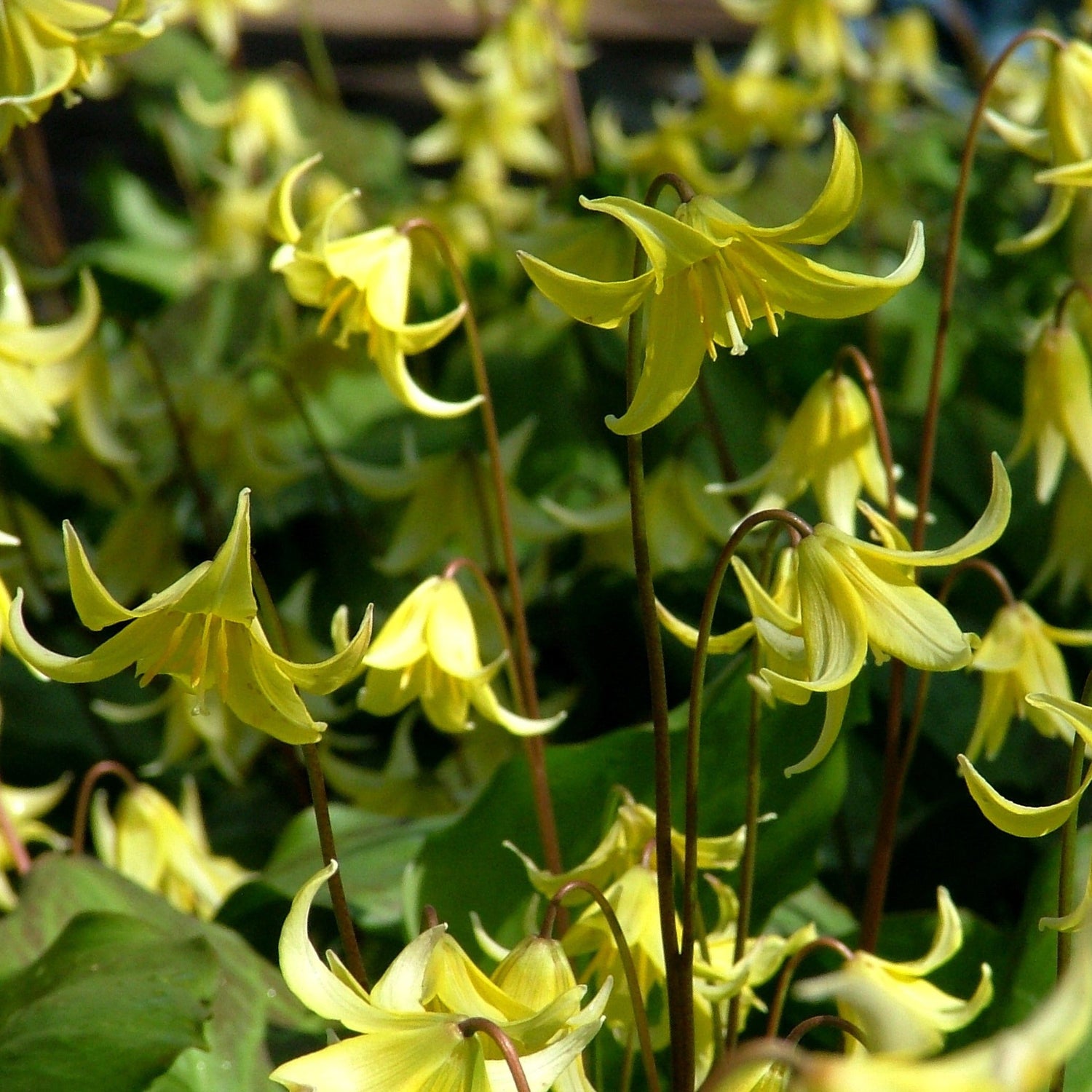 Erythronium