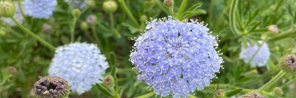 Wildflowers