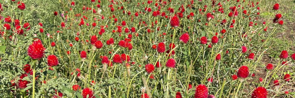 Gomphrena