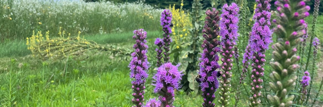 Liatris