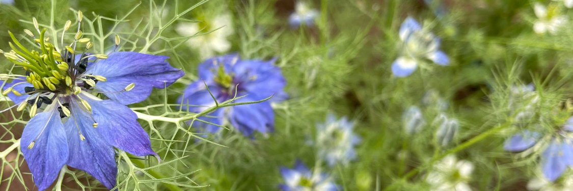 Nigella