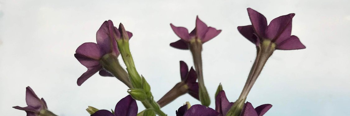 Nicotiana