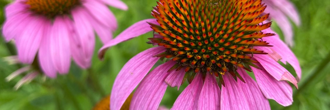 Echinacea