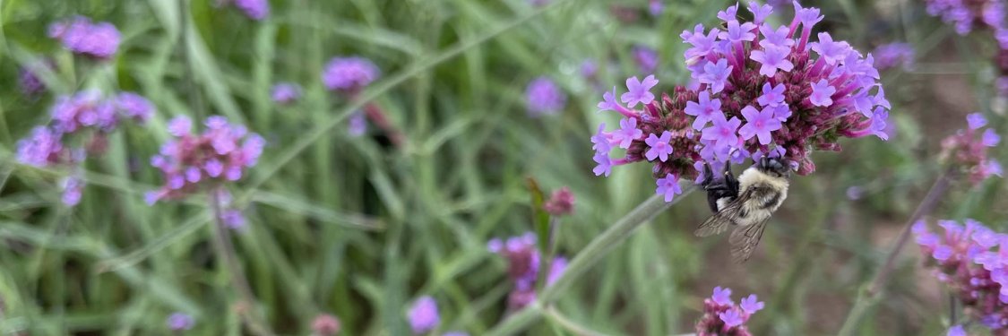 Verbena