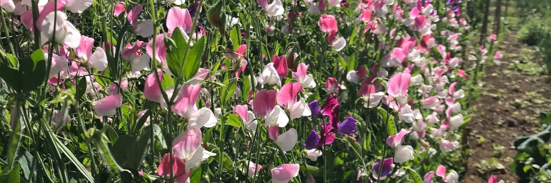 Sweet Peas