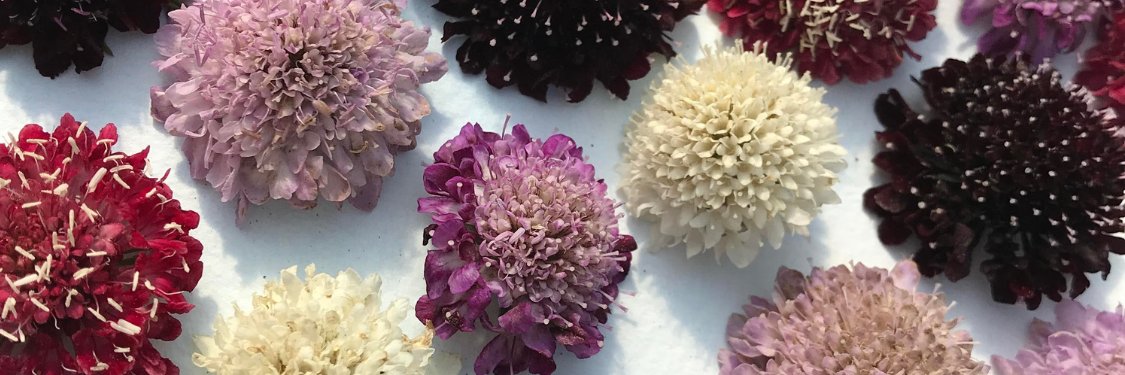 Scabiosa