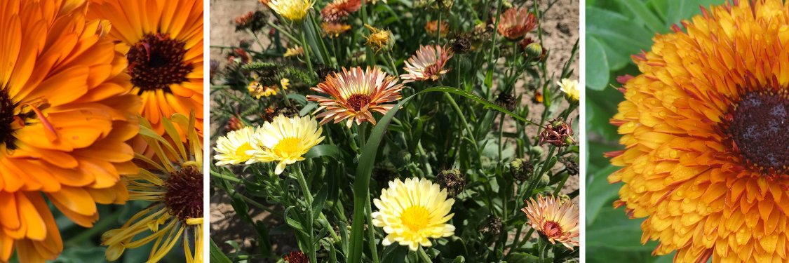 Calendula