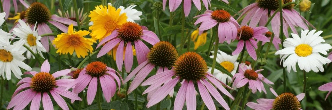 Cut Flowers