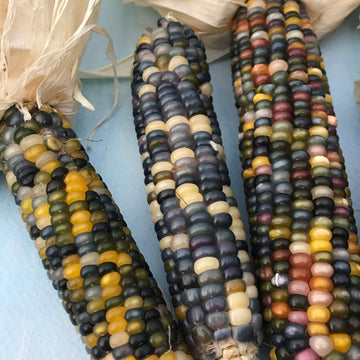 Beans, Corn and Squash Garden