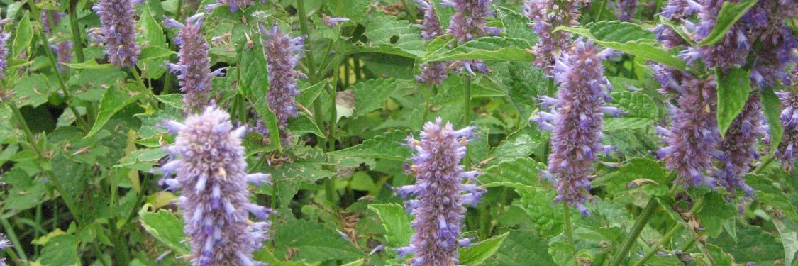 Agastache