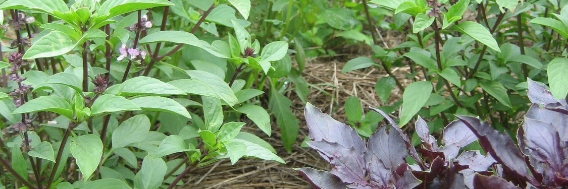 Medicinal Herbs