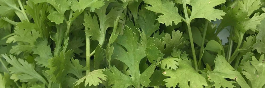 Cilantro