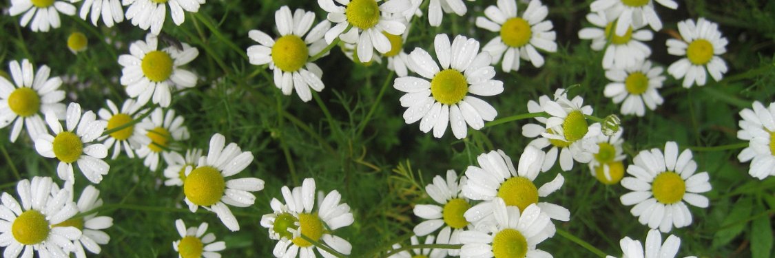 Chamomile