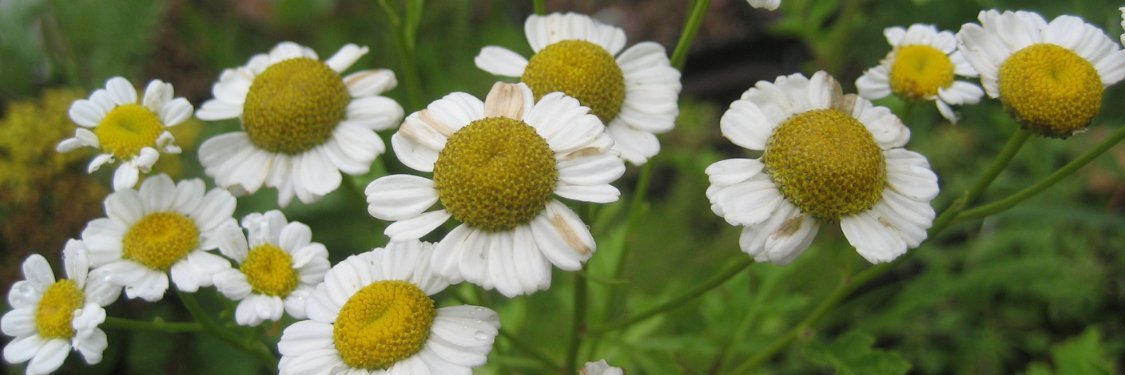 Feverfew