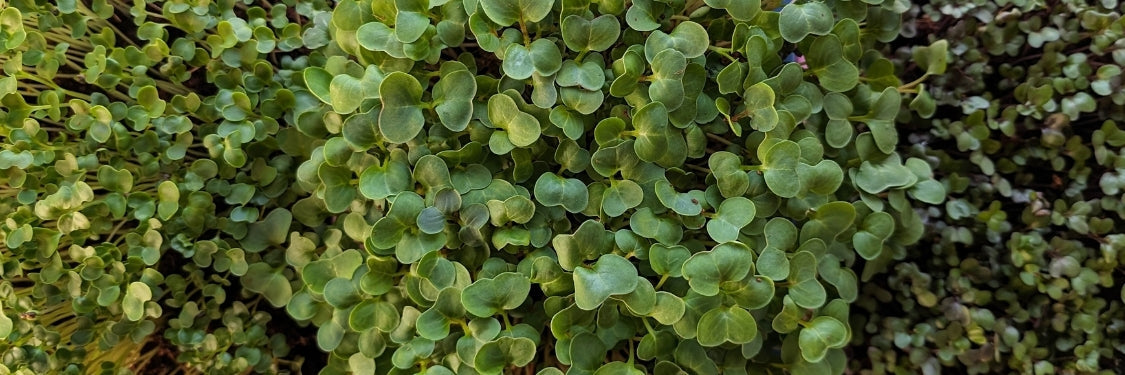 Microgreens