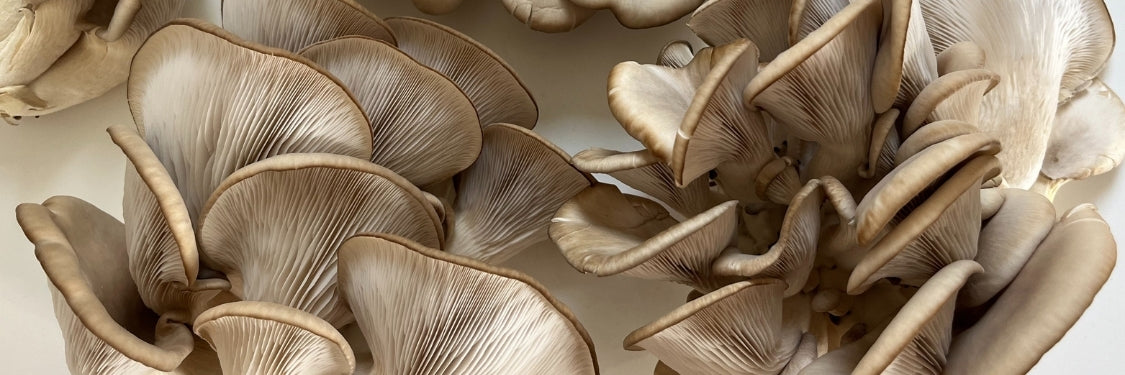 Mushrooms