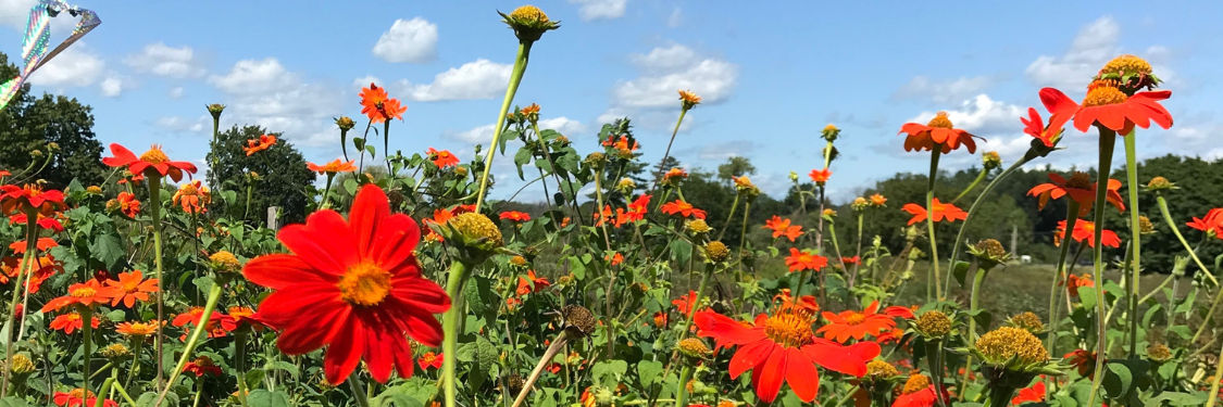 Tithonia