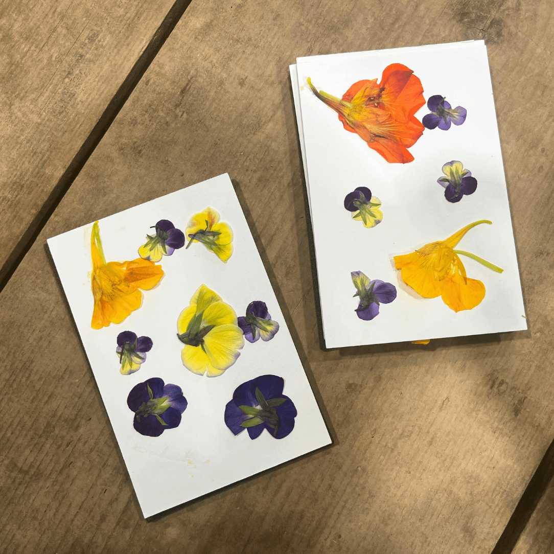 Dried &amp; Pressing Flowers