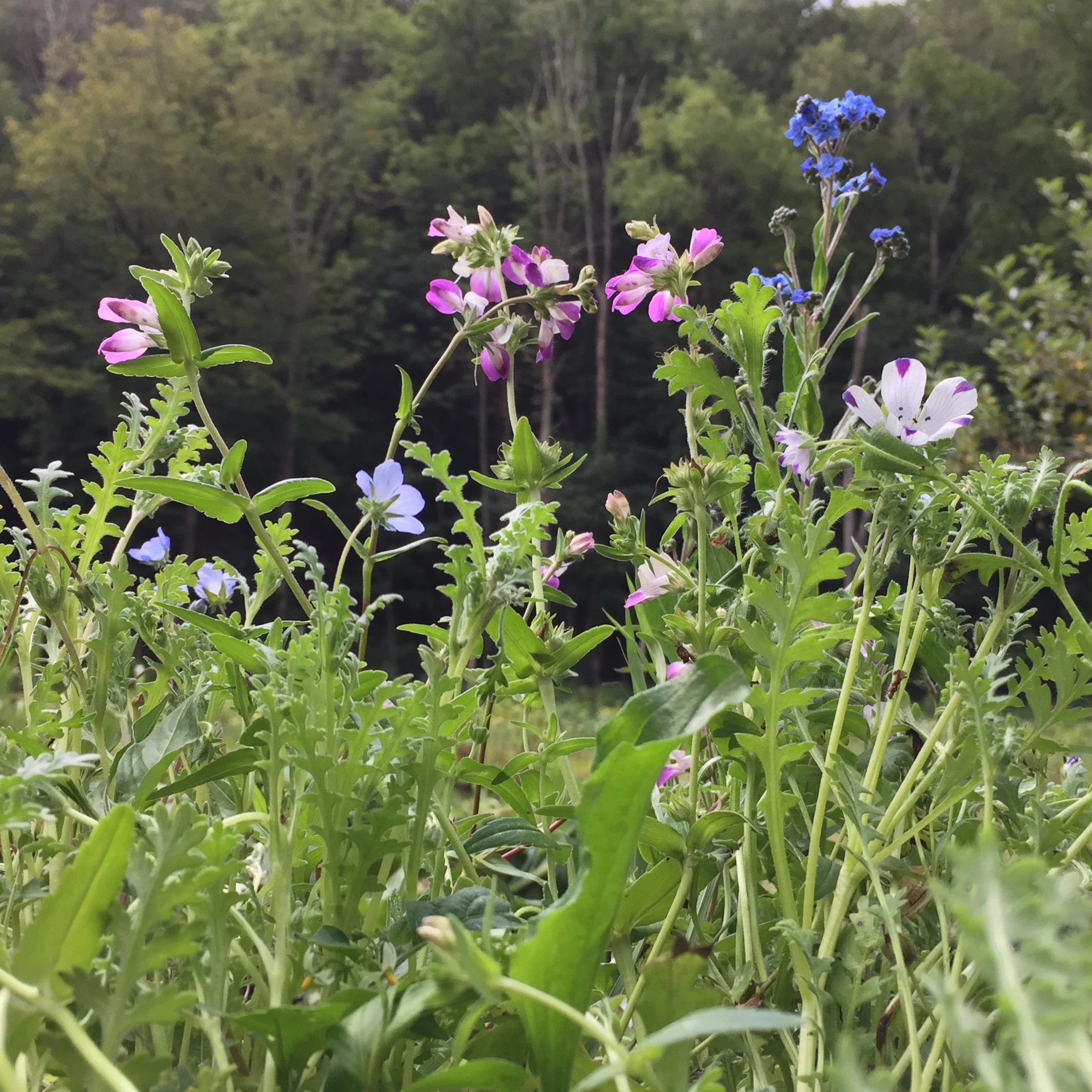 Flowers for Shady Areas
