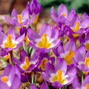 Fall-Planted Bulbs