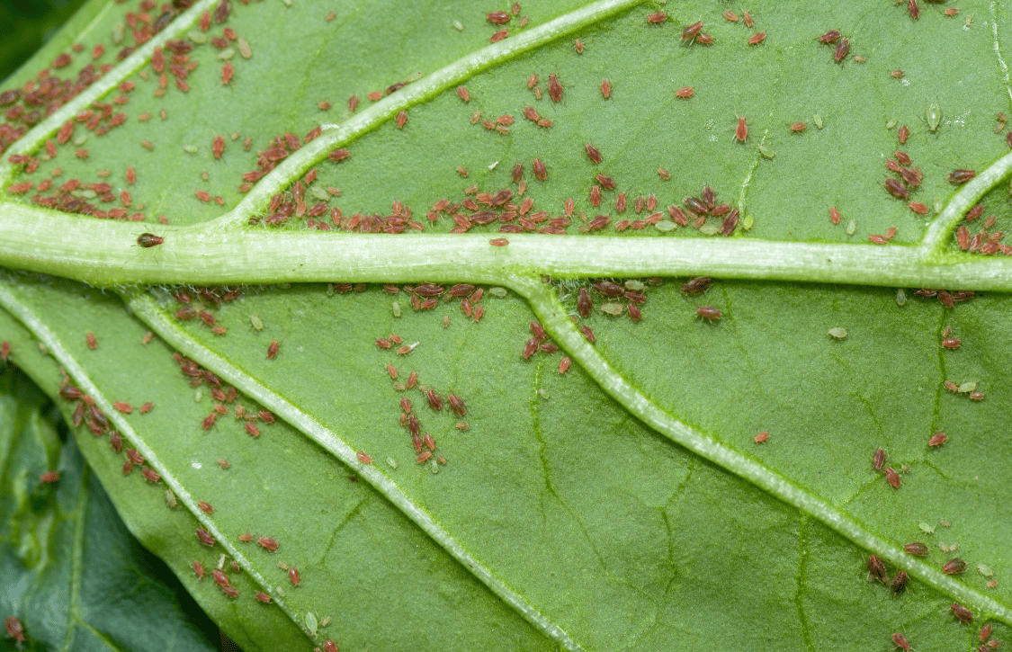 Integrated Pest Management