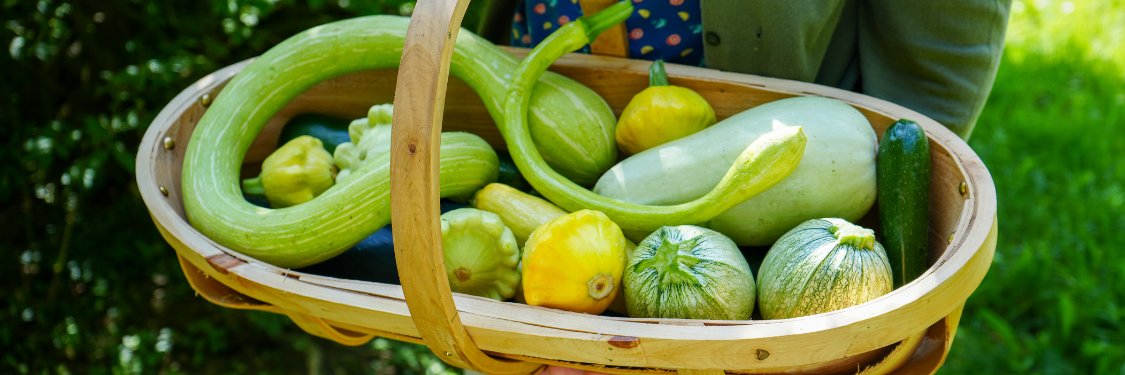 Summer Squash