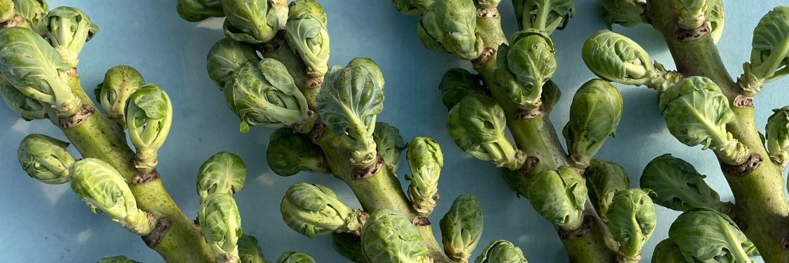 Brussel Sprouts