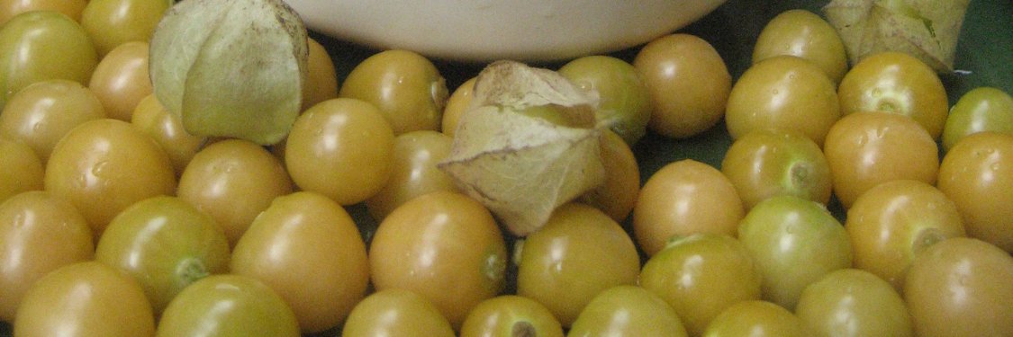 Ground Cherry