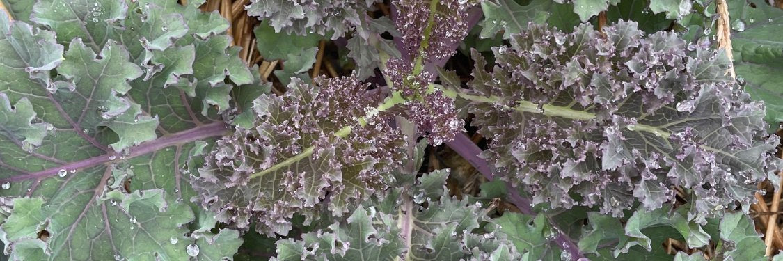 Kale &amp; Collards