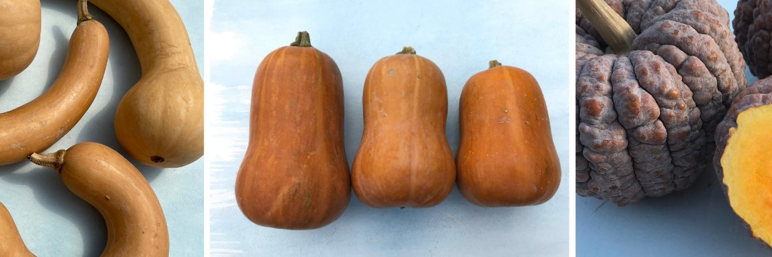 Winter Squash &amp; Pumpkins