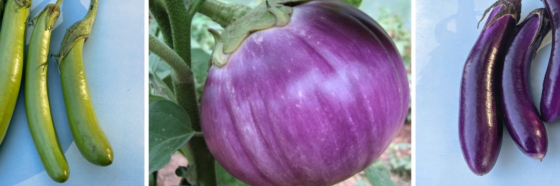 Eggplant