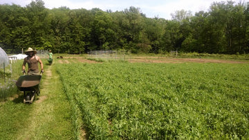 Cover Crops