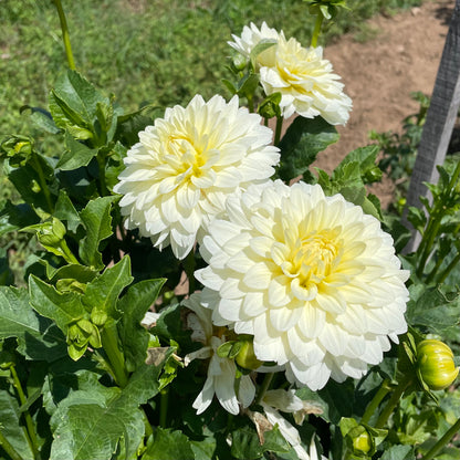 Tapioca Dahlia Tuber